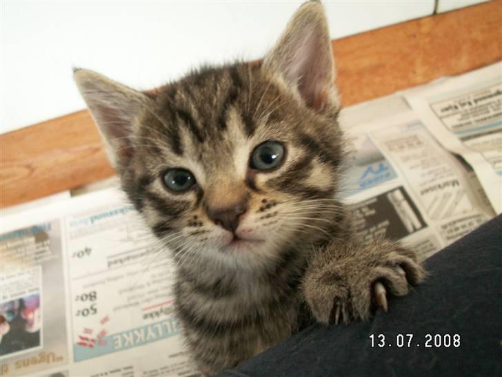 Huskat jetterne billede 10