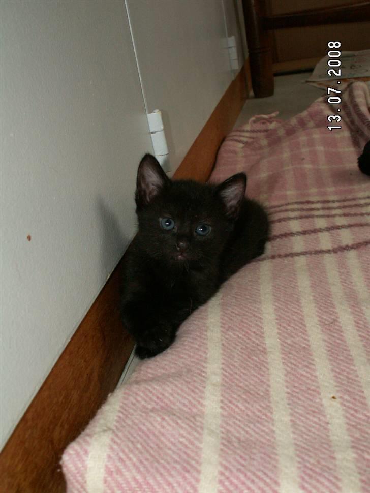 Huskat jetterne billede 11