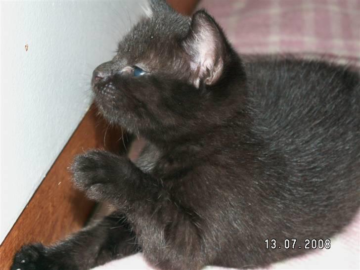 Huskat jetterne billede 12