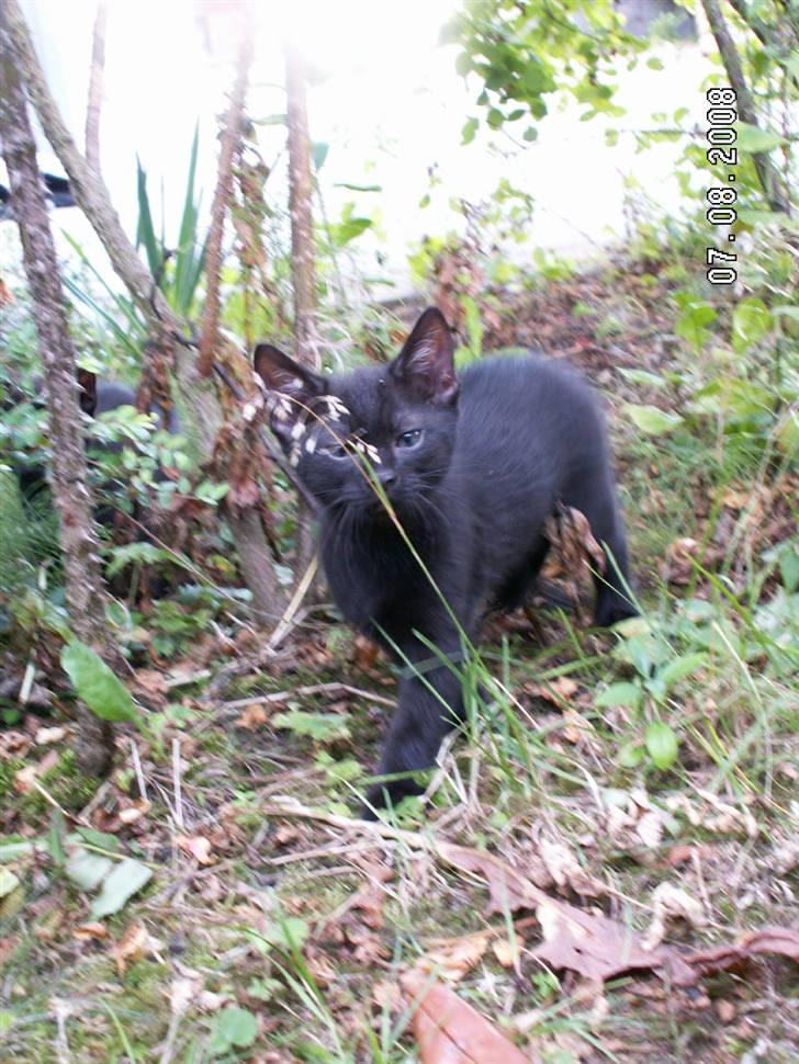 Huskat jetterne billede 13