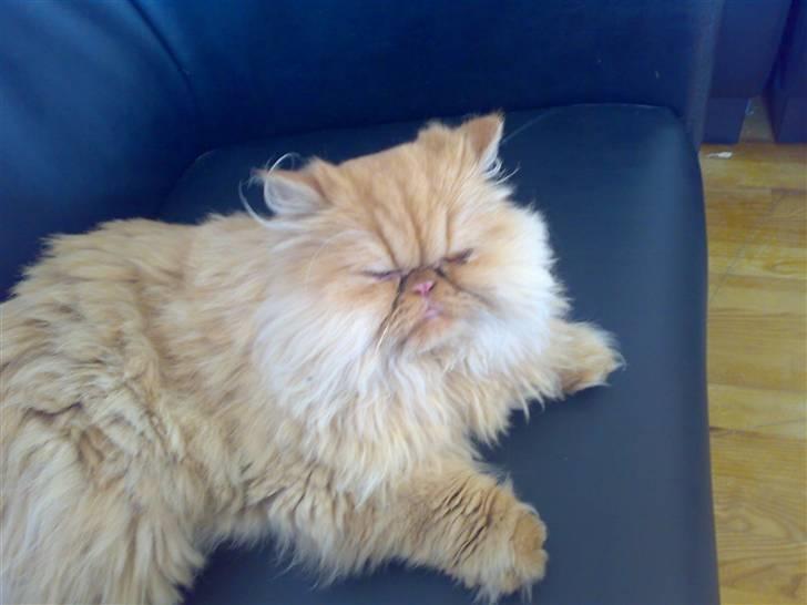 Perser Chewie billede 1