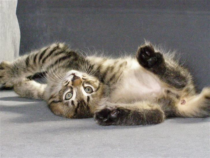 Norsk Skovkat Pelle Haleløs - 14/8 08 billede 18