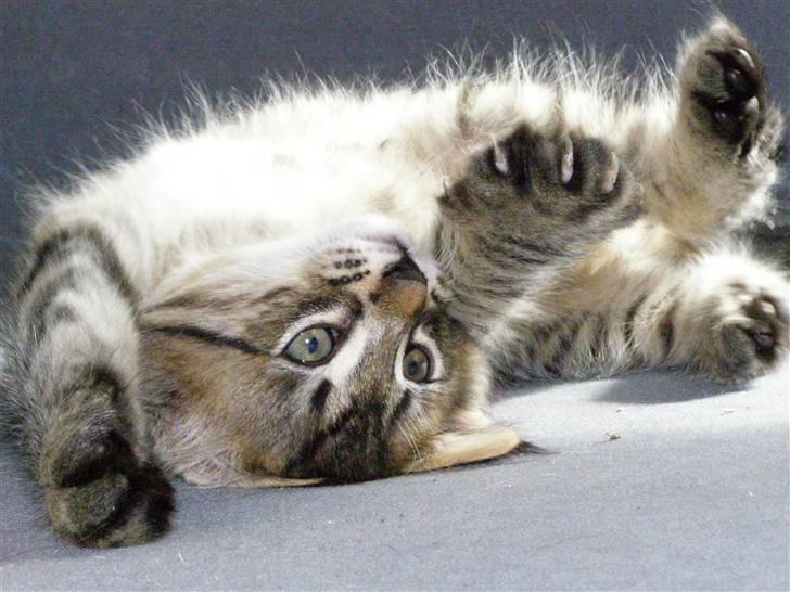 Norsk Skovkat Pelle Haleløs - 14/8 08 billede 19