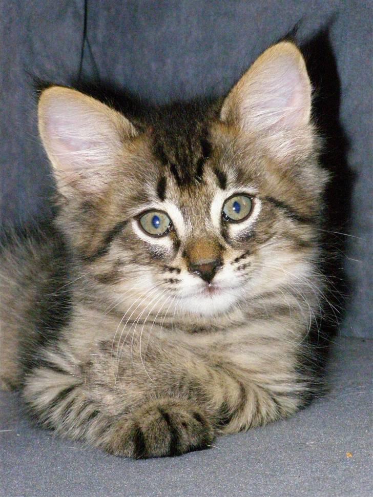 Norsk Skovkat Pelle Haleløs - 14/8 08 billede 20