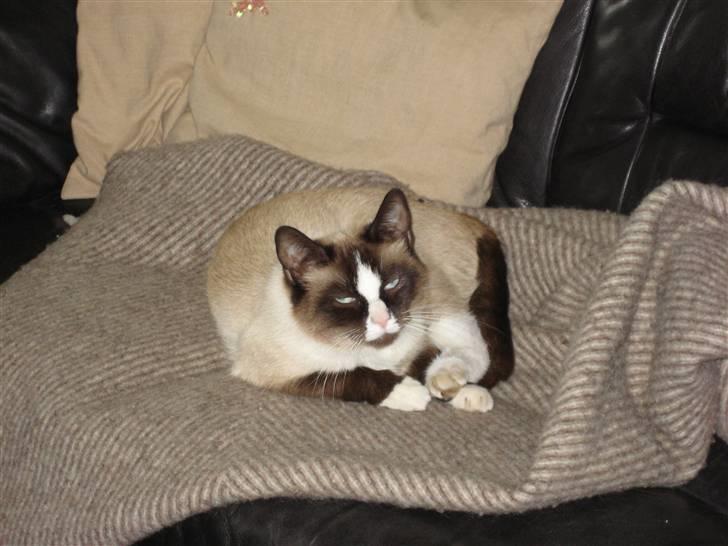 Blanding af racer Dronningen <3 ;D billede 5