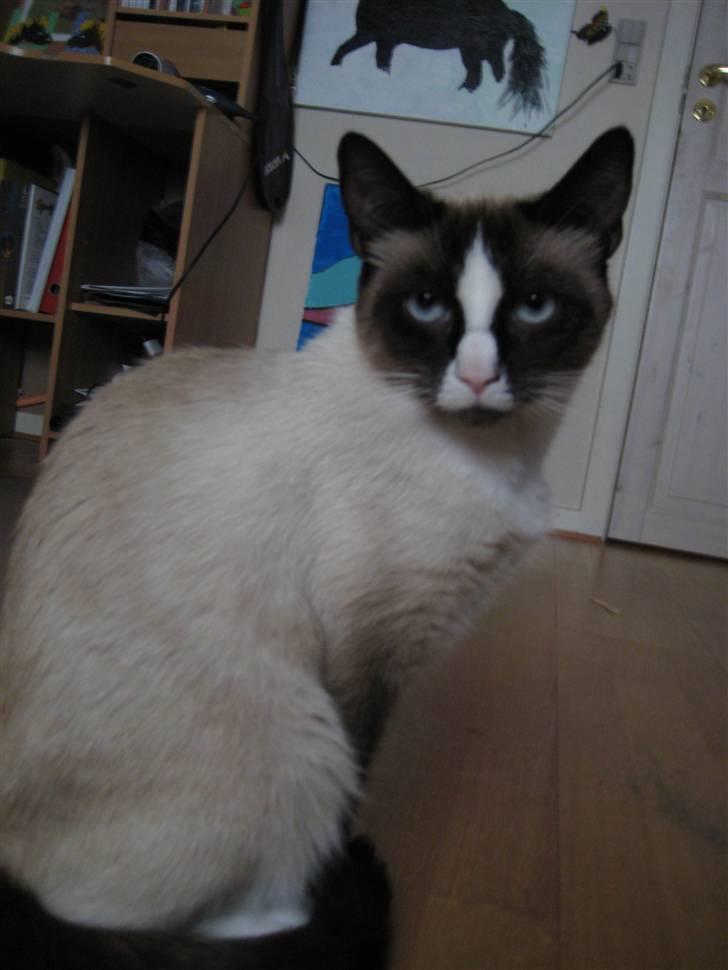 Blanding af racer Dronningen <3 ;D billede 6