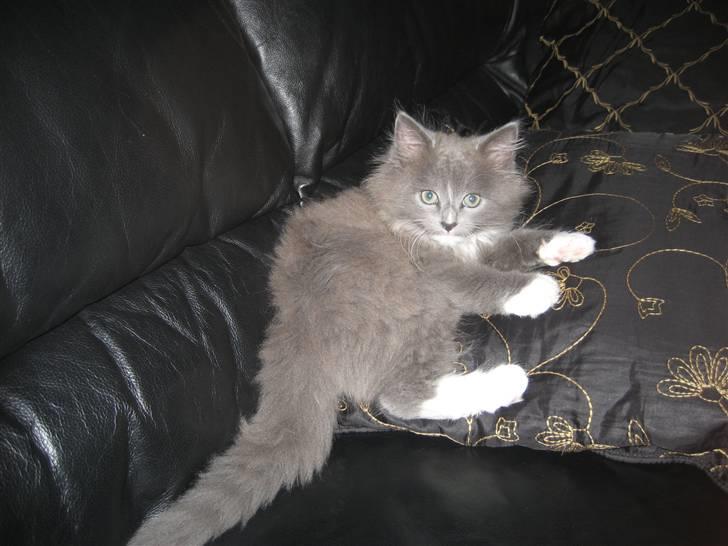 Blanding af racer Tilde billede 3