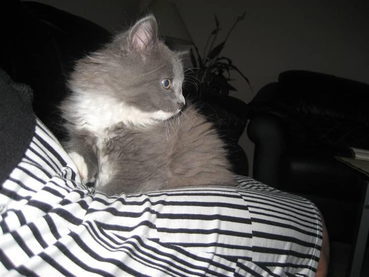 Blanding af racer Tilde billede 4