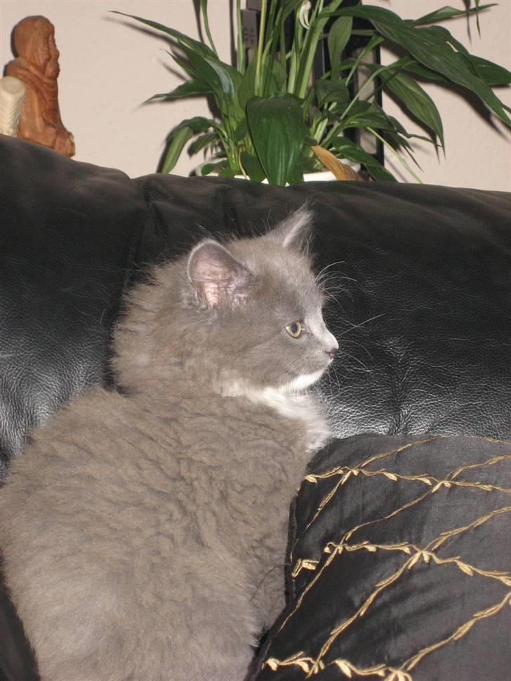 Blanding af racer Tilde billede 5