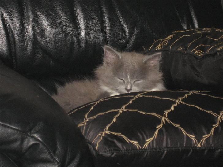 Blanding af racer Tilde billede 6