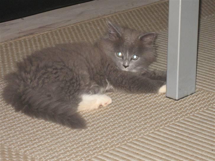 Blanding af racer Tilde billede 7