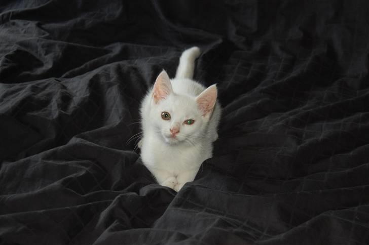 Blanding af racer Hugh Hefner billede 1