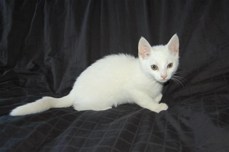 Blanding af racer Hugh Hefner billede 2