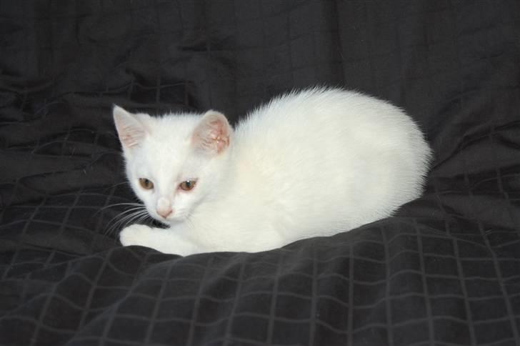 Blanding af racer Hugh Hefner billede 3