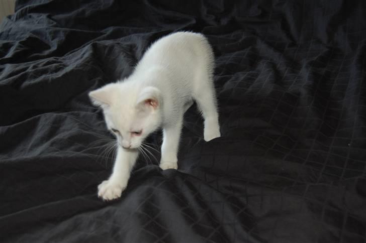 Blanding af racer Hugh Hefner billede 4