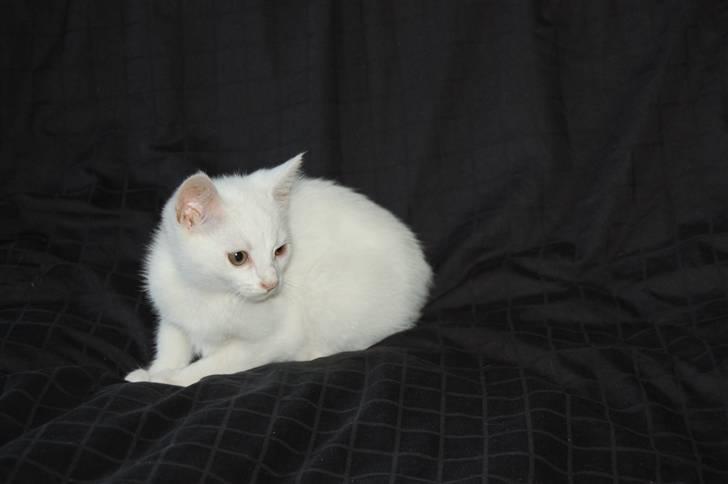 Blanding af racer Hugh Hefner billede 5