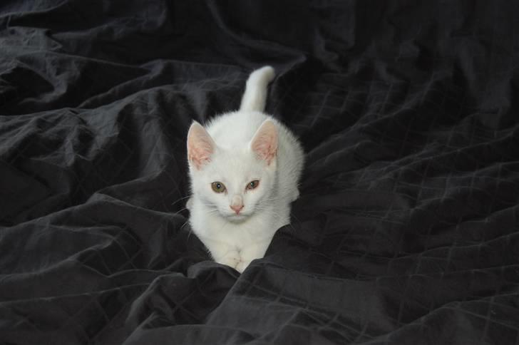 Blanding af racer Hugh Hefner billede 6