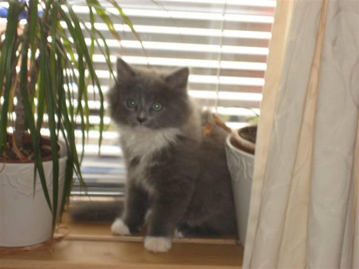 Blanding af racer Tilde billede 8