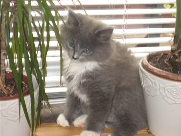 Blanding af racer Tilde billede 9