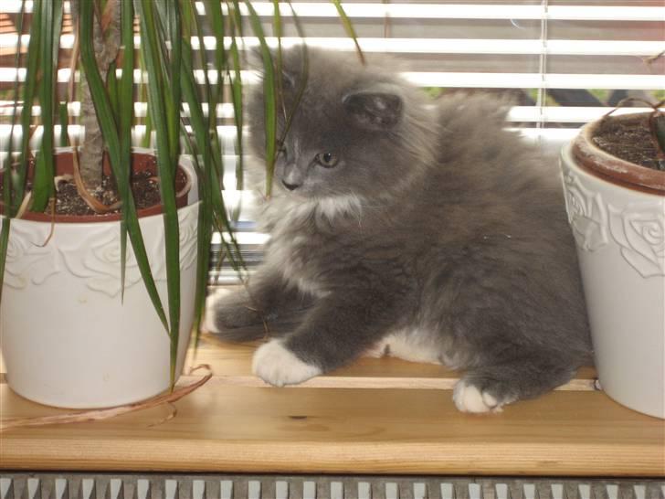 Blanding af racer Tilde billede 10