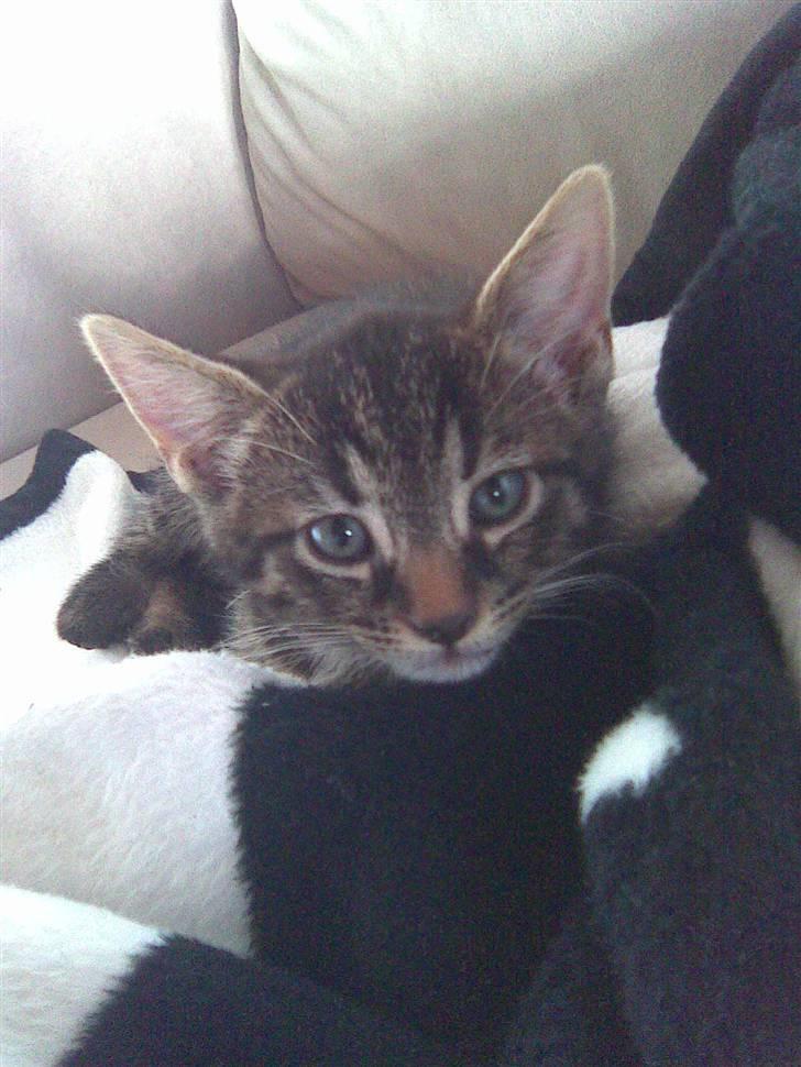 Blanding af racer Nemo billede 11