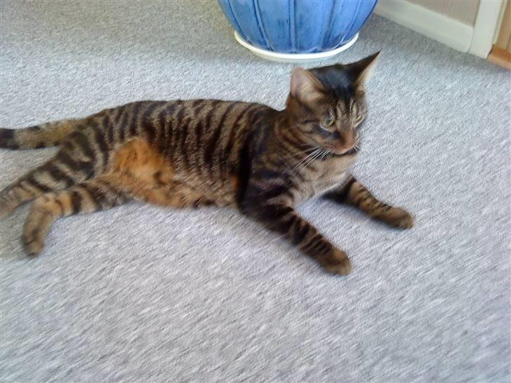 Blanding af racer Nemo billede 12