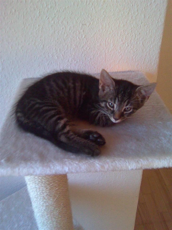 Blanding af racer Nemo billede 13