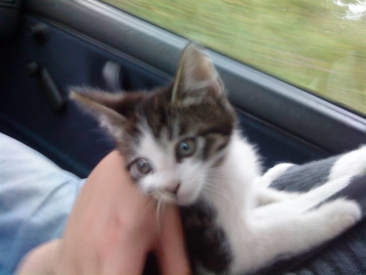 Huskat Eddie billede 1