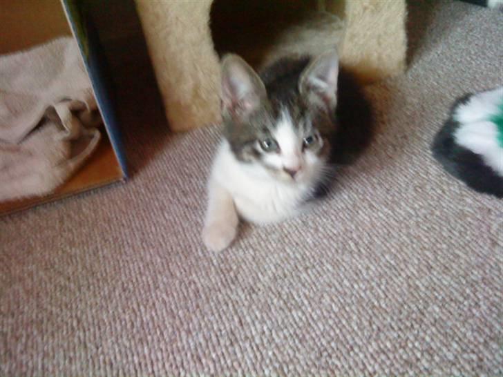 Huskat Eddie billede 2