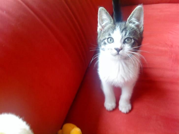 Huskat Eddie billede 4