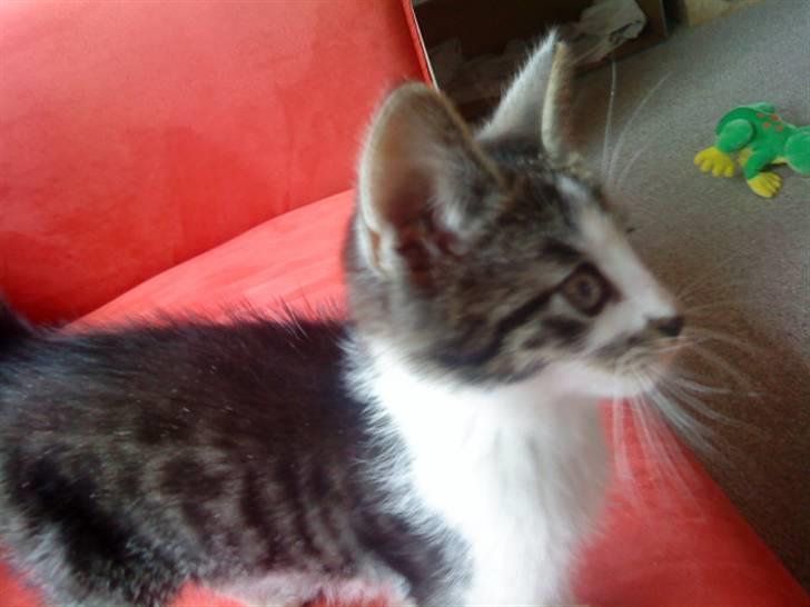 Huskat Eddie billede 5