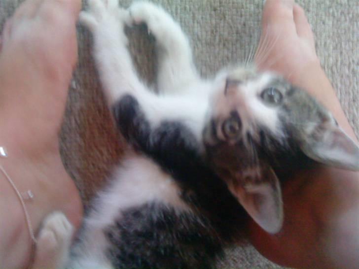 Huskat Eddie billede 6