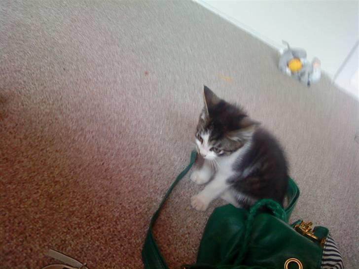 Huskat Eddie billede 7