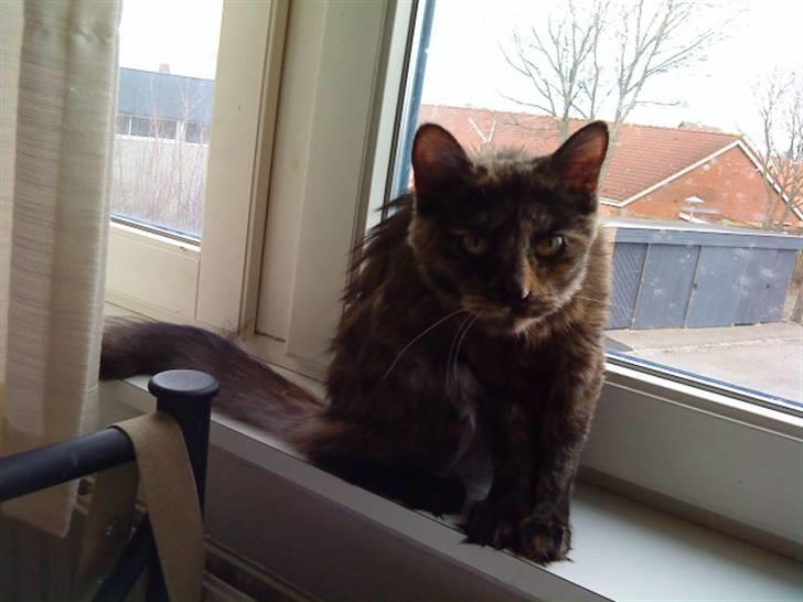 Norsk Skovkat Mischa billede 14