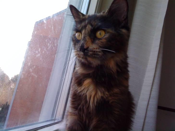 Norsk Skovkat Mischa billede 15