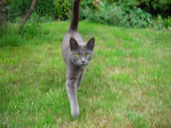 Huskat Mi  billede 11