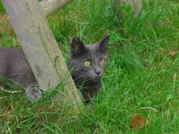 Huskat Mi  billede 12