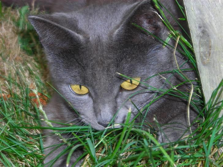 Huskat Mi  billede 13