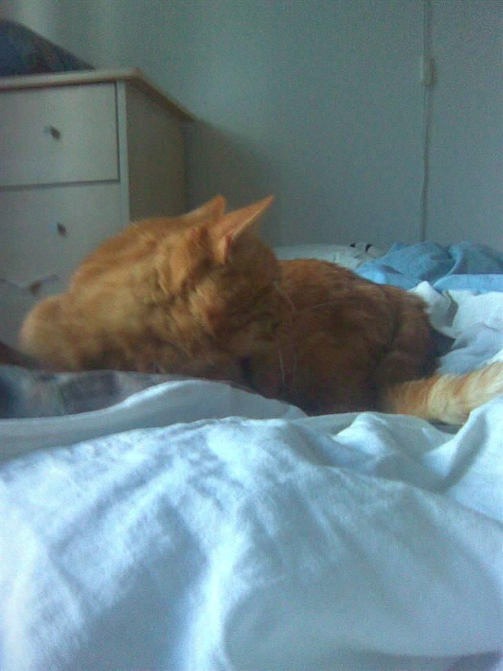 Abyssinier findus billede 1