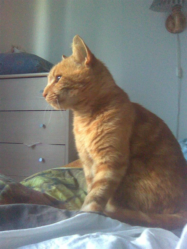 Abyssinier findus billede 2
