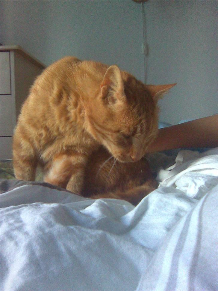 Abyssinier findus billede 3