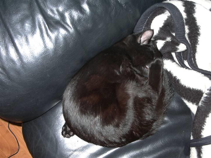 Huskat Calypso  billede 13