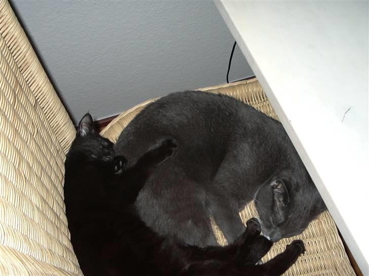 Huskat Calypso  - Calypso og Kælepot billede 14