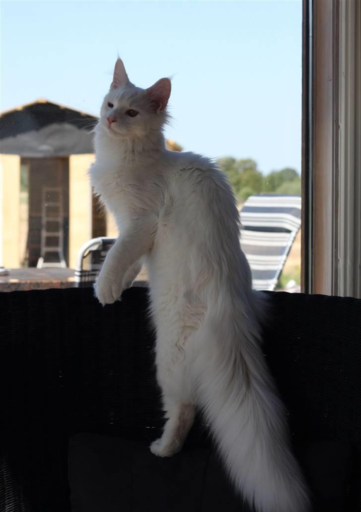 Maine Coon Dk Aquacoons Salju billede 4