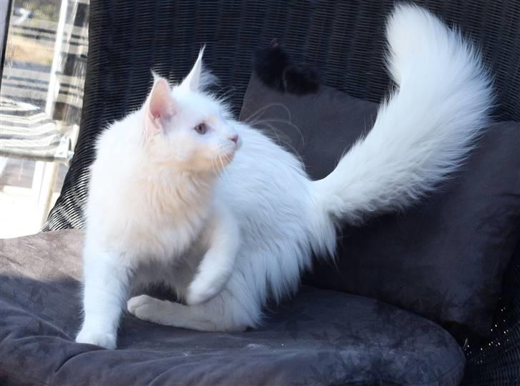 Maine Coon Dk Aquacoons Salju billede 5
