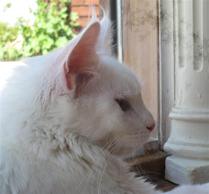 Maine Coon Dk Aquacoons Salju billede 6