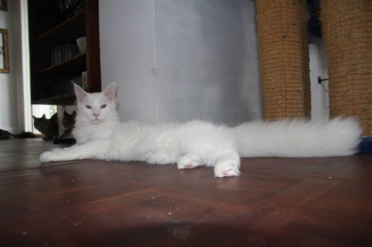 Maine Coon Dk Aquacoons Salju billede 7