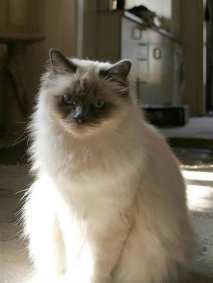 Hellig Birma Khin-Mya's Saroya billede 1