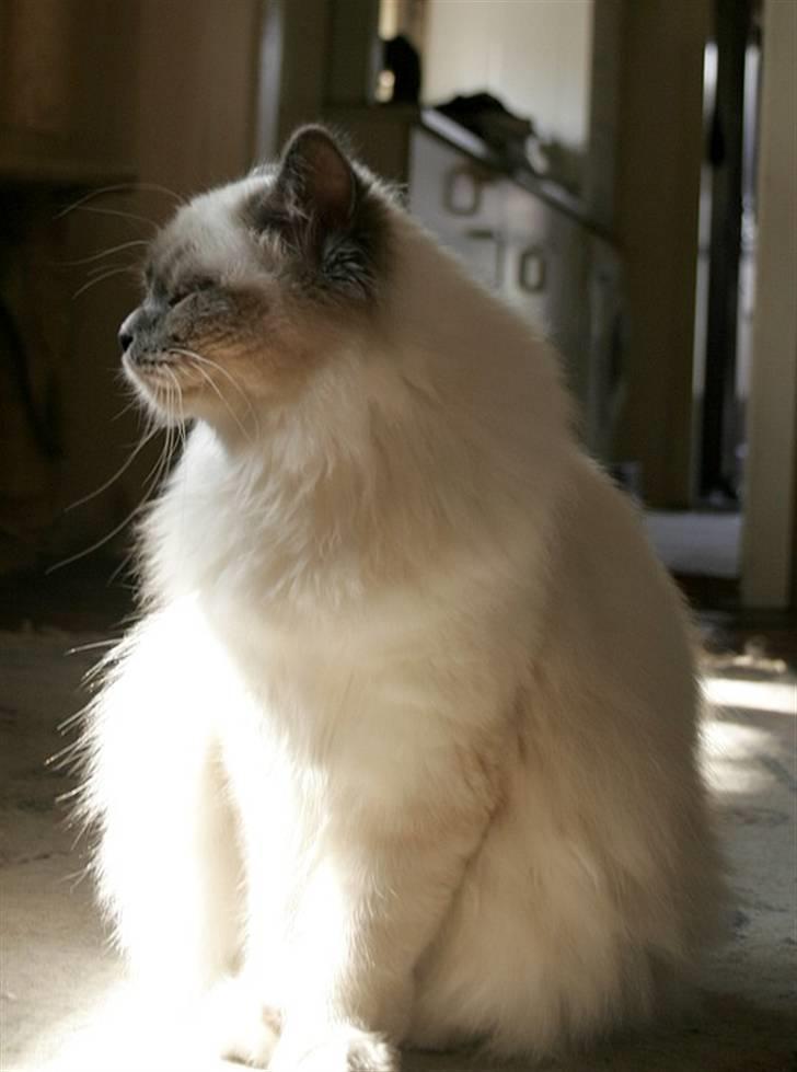 Hellig Birma Khin-Mya's Saroya billede 2