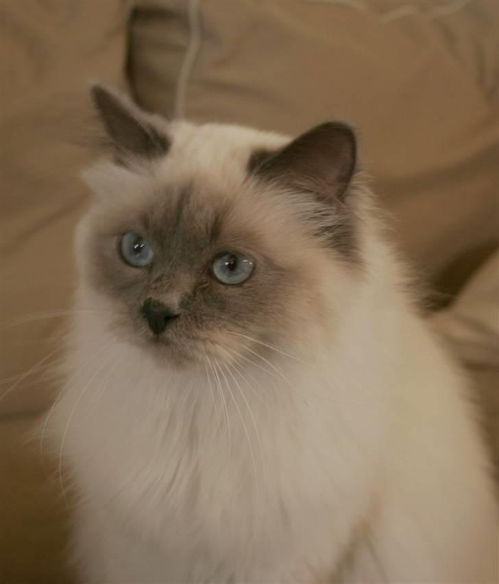 Hellig Birma Khin-Mya's Saroya billede 3